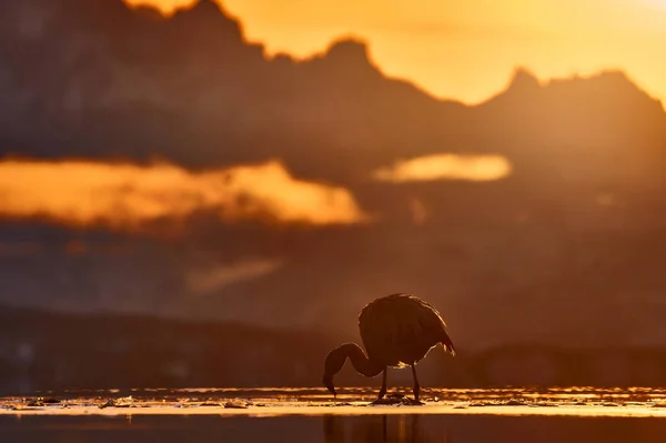 hilean flamingos, Phoenicopterus chilensis, nice pink big birds with long necks, dancing in water, animals in the nature habitat in Chile, America. Flamngo from Patagonia, Torres del Paine.