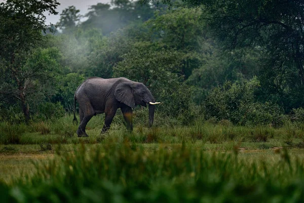 Uganda Vadvilága Afrika Elefánt Esőben Victoria Nile Delta Elefánt Murchison — Stock Fotó