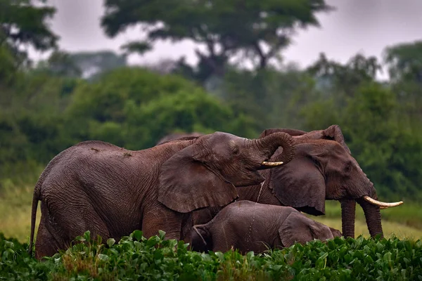 Ouganda Faune Afrique Éléphant Sous Pluie Delta Nil Victoria Elephant — Photo