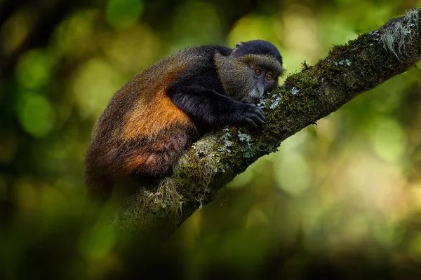 黄金の猿 Cercopithecus Kandti ウガンダの黄金Mgahingaゴリラ国立公園 アフリカの自然からの珍しい固有動物 Virunga火山の山々からの意志の生活 生息地の黄金の猿 — ストック写真
