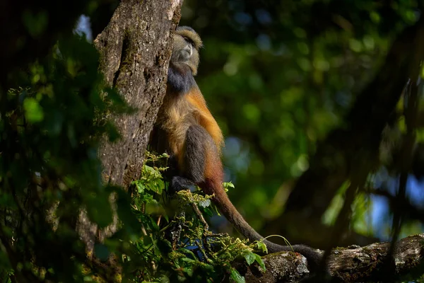 Golden Monkey Cercopithecus Kandti Golden Mgahinga Gorilla National Park Uganda — Stock Photo, Image