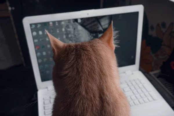 Rote Katze Vor Einem Computerbildschirm Haustiere Die Die Arbeit Stören — Stockfoto