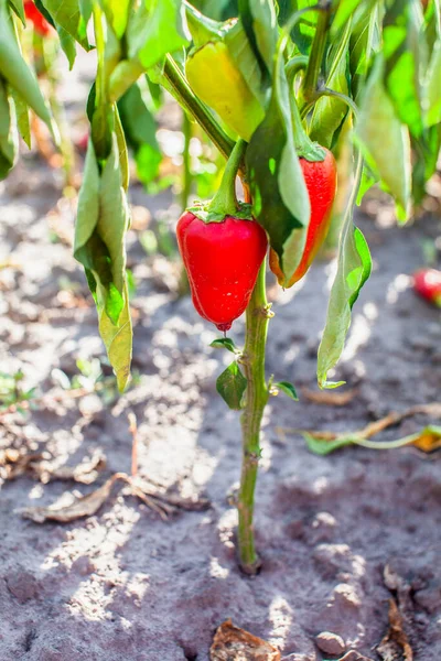 Szárított Paprika Kertben Aszály Növények Rossz Öntözése — Stock Fotó