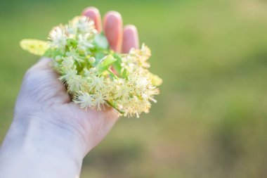 Yeşil çimenlerin üzerinde elinde ıhlamur çiçeği. Romantik bir ruh hali. Sanatsal, yaz, güneşli fotoğraf