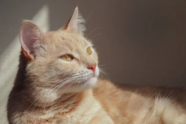 Kırmızı Kendine Güvenen Güzel Bir Kedi Hayvanların Özelliği Evcil Hayvanlara — Stok fotoğraf