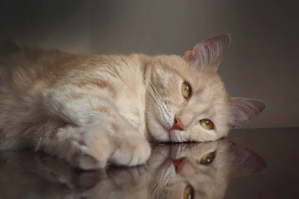 Gato Rojo Somnoliento Acostado Una Mesa Espejo Oscuro Cuidado Mascotas — Foto de Stock