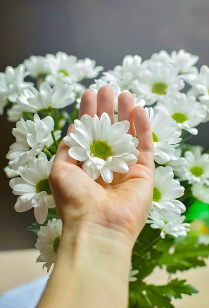 Žena Ruka Drží Bílou Chryzantému Kytici Pozadí Podzimní Romantická Nálada — Stock fotografie