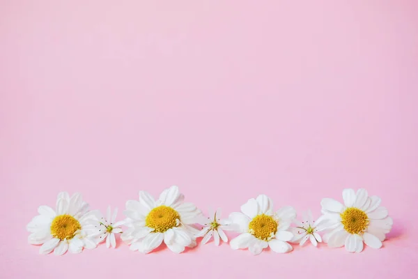 Wildflowers on a pink background. Chamomile on a delicate background with a copy space