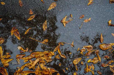 Sonbahar yapraklarının su birikintisinin en üst manzarası. Sonbahar dramatik havası