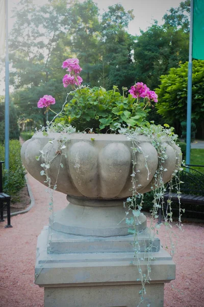 Beautiful Potted Statue Flowers Park Pink Pelargonium Street — Stock Photo, Image