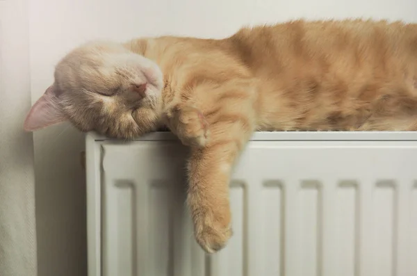 Rote Katze Liegt Auf Einer Weißen Batterie Heizsaison Wohnungsheizung Hauswärme — Stockfoto