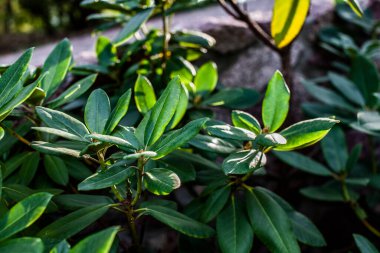 Branches of green azalea leaves in the garden. A bush of a tropical plant