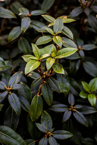 A bush of tropical plants in the park. Azalea in the park against the background of sunlight. Growing plants in the garden. Beautiful background of green leaves