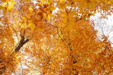 Orman ve sonbahar manzarası, aşağıdan çekilen ağaçlar