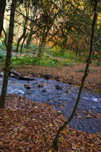 Otoño Río Bosque Otoño Río Filmación —  Fotos de Stock