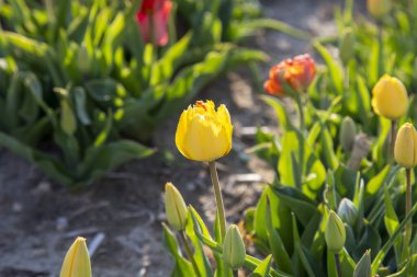 Güzel lale bahçesi. Yaz güneşi ve çiçek bahçesi 