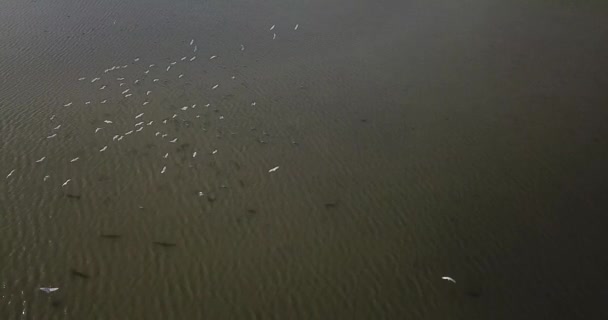 Oiseaux Volants Kus Cenneti Turc Pour Bird Paradise Réserve Naturelle — Video