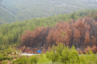 Forest fire. forest fire in turkey, burnt pine trees  