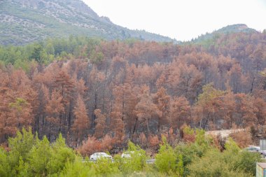 Forest fire. forest fire in turkey, burnt pine trees  