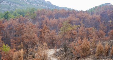 Forest fire. forest fire in turkey, burnt pine trees  