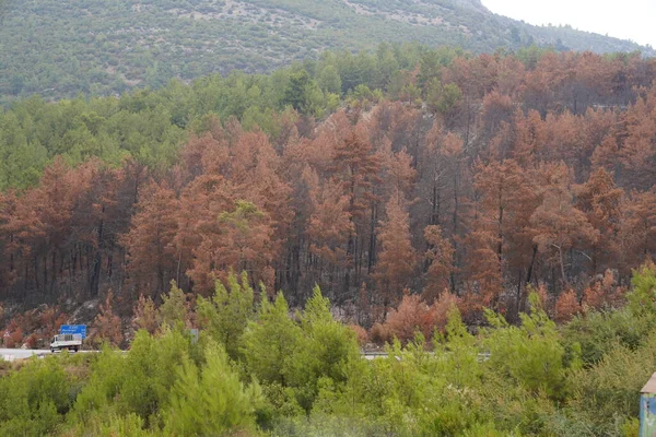 Forest fire. forest fire in turkey, burnt pine trees  