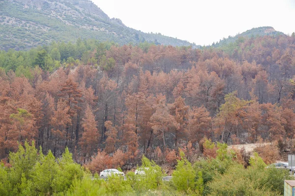 Forest fire. forest fire in turkey, burnt pine trees