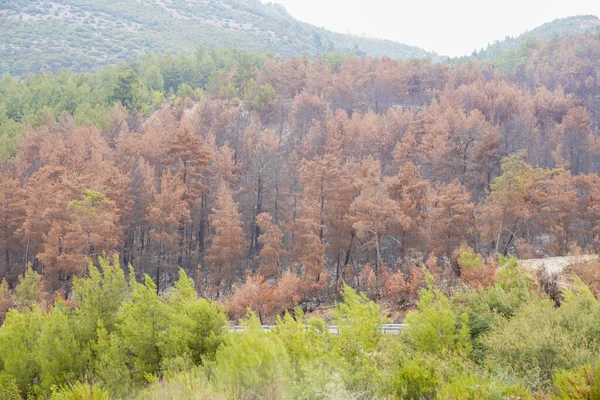 Forest fire. forest fire in turkey, burnt pine trees  