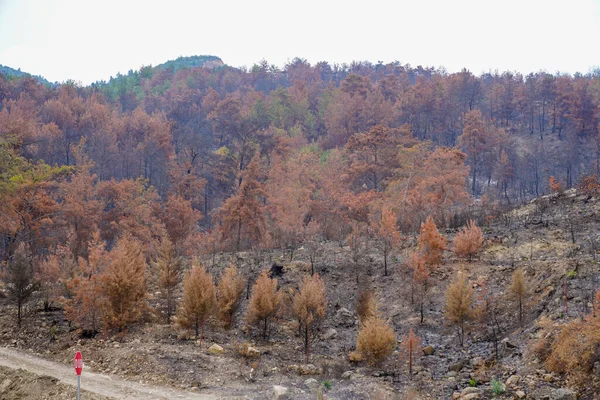 Forest fire. forest fire in turkey, burnt pine trees  
