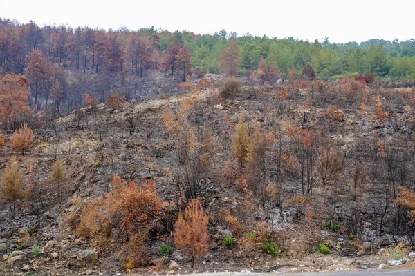 Forest fire. forest fire in turkey, burnt pine trees