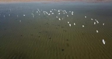 Vinç kuşu. Kus Cenneti 'nde uçan kuşlar (Türkçe 