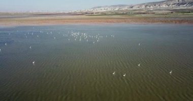 Vinç kuşu. Kus Cenneti 'nde uçan kuşlar (Türkçe 