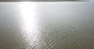 Vinç kuşu. Kus Cenneti 'nde uçan kuşlar (Türkçe 