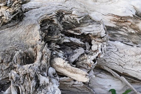 灰色の木の樹皮のクローズアップ — ストック写真