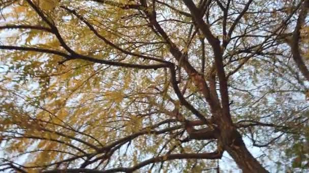 Liście Spadające Drzew Jesienny Las Drzewa Jesienne Liście Opadające Koncepcja — Wideo stockowe