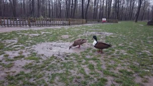 Mallard Duck Close Forest Footpath Nature Green Bird Wildlife Motion — Stock Video