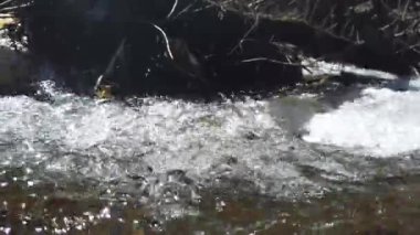 Stream In Spring Forest Dolly Shot