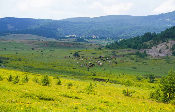 Süt İneklerinin Panoramisi 
