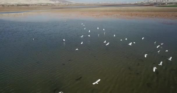 Burung Bangau Burung Terbang Cagar Alam Kus Cenneti Turki Untuk — Stok Video