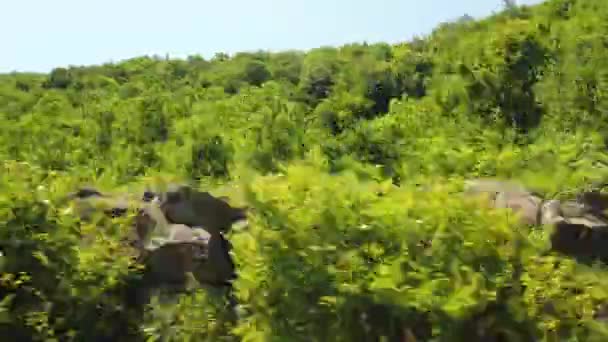Персональна Перспектива Ходити Стежці Зеленому Лісі Стейдікам Високоякісні Кадри — стокове відео