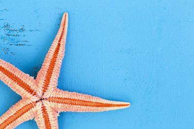 Mavi arka planda şişman bir denizyıldızı