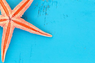 Mavi arka planda şişman bir denizyıldızı