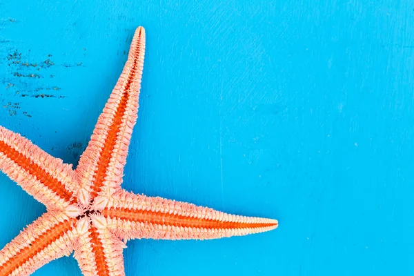 Mavi arka planda şişman bir denizyıldızı