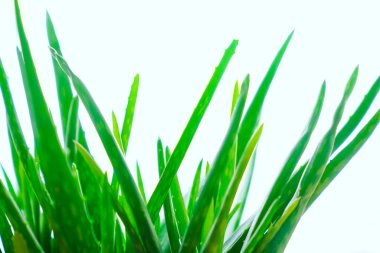 aloe vera bitki beyaz arkaplan