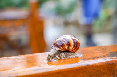 Snail on wood, close up