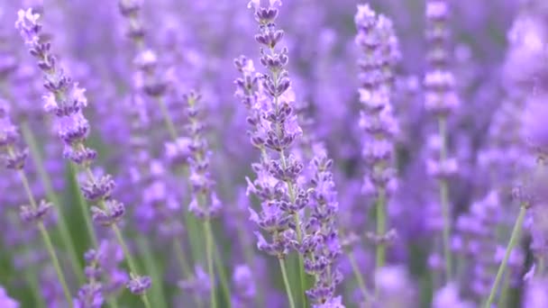 Close Flowers Blooming Field Handheld Shot Lavender Plants Growing Farm — 비디오
