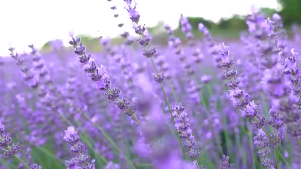 Close Flowers Blooming Field Handheld Shot Lavender Plants Growing Farm — Vídeo de Stock