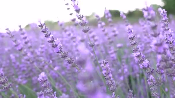 Lavender Flowers Detail Blurred Background Beautiful Sunset — Stok Video