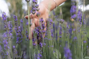 Lavanta tarlasında yürüyorum