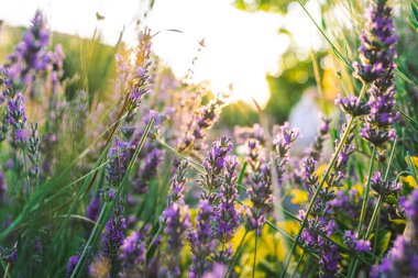 Yazın lavanta tarlası 