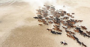 Aerial view of wild horses running freely clipart